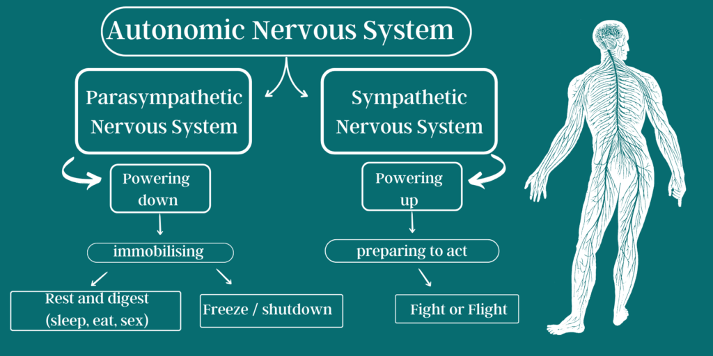what exactly is somatic therapy? The autonomic nervous system